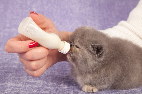 feeding a kitten