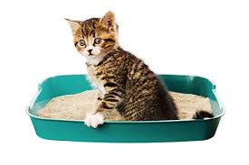 kitten