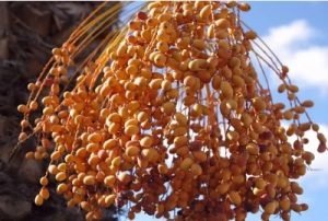 palm superfood