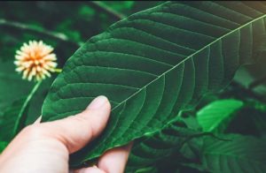 harvesting white borneo kratom